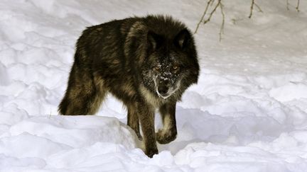 Un loup noir photographié dans le Montana (illustration). (PIERRE VERNAY / BIOSPHOTO / AFP)