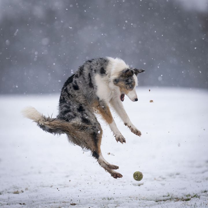 "Revenge of the tennis ball" (La revanche de la balle de tennis) de Christopher Johnson (Royaume-Uni). "Star joue dans la neige et se fait surprendre par une balle de tennis." (CHRISTOPHER JOHNSON - COMEDY PET PHOTOGRAPHY AWARDS)