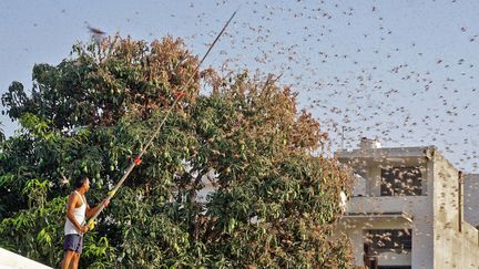 Un habitant tente de repousser des essaims d'insecte d'un manguier dans un quartier résidentiel de Jaipur, dans l'État indien du Rajasthan, le 25 mai 2020 (Photo d'illustration). (VISHAL BHATNAGAR / AFP)