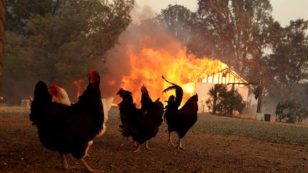 Un foyer brûle à Lakeport en Californie, le 31 juillet 2018.&nbsp; (JUSTIN SULLIVAN / GETTY IMAGES / AFP)