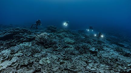 Coraux géants de la "vallée aux mille roses", découverts tout à plus de 30 mètres de fond, au large de Tahiti, décembre 2021 (ALEXIS ROSENFELD / ALEXIS ROSENFELD)