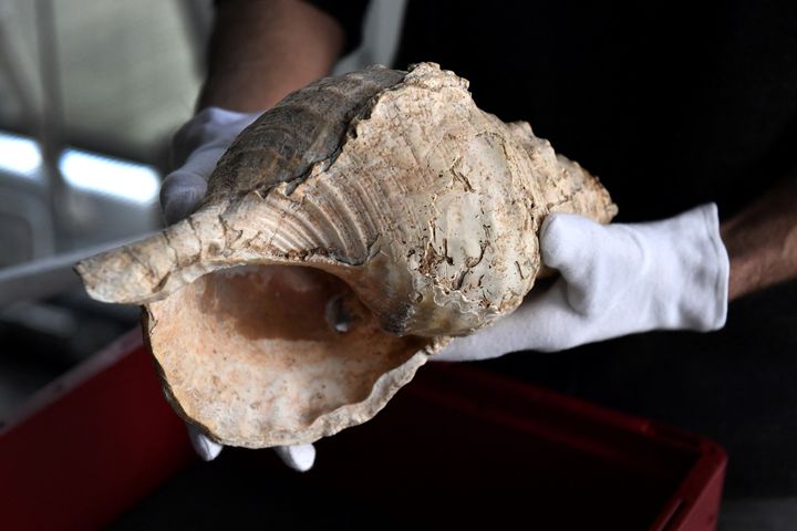 Une conque de 18 000 ans présentée au Museum de Toulouse.&nbsp; (GEORGES GOBET / AFP)