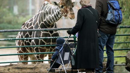 Une girafe observe des visiteurs au zoo de Duisbourg (Allemagne), le 7 janvier 2013. (MAXPPP)