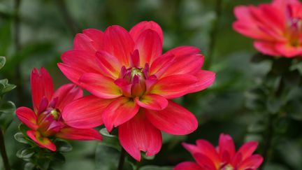 Dahlia 'Valentino', Parc Floral de Paris. (ISABELLE MORAND / RADIO FRANCE)