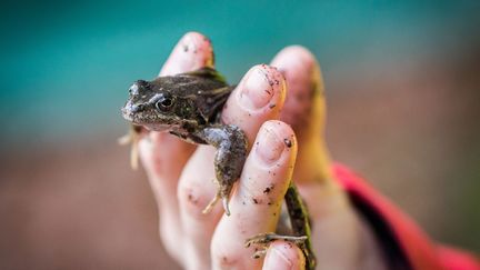 Le Muséum national d'histoire naturelle s'inquiète des conséquences de la consommation de cuisses de grenouilles sur l'environnement. (FRANK RUMPENHORST / DPA)