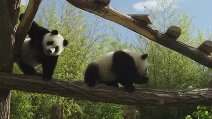 Belgique : dans les coulisses du zoo Pairi Daiza, qui a accueilli deux pandas jumeaux&nbsp; (France 2)