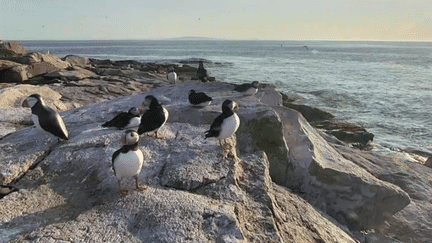 Capture d'écran d'une webcam montrant une colonie de macareux moines à Seal Island, dans le Maine (Etats-Unis), le 13 juillet 2016. (EXPLORE / YOUTUBE)