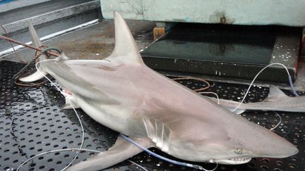 Un requin&nbsp;australien &agrave; pointe noire, abondant dans les eaux australiennes. (PASCAL GERAGHTY / NSWDPI / AFP)