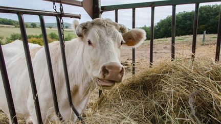 Passage à l'heure d'hiver : quel impact sur les vaches ?