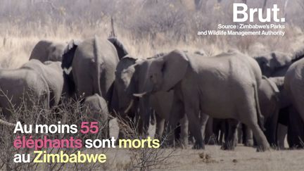 Ils ne trouvent plus à boire, ils manquent de nourriture...