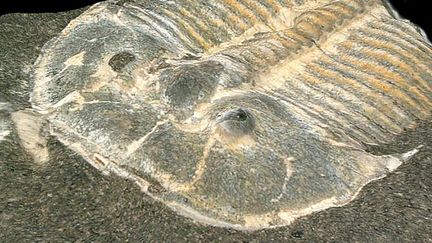 Un fossile de trilobite. Poisson qui vivait il y a 460 millions d'années. (BRIGITTE SCHOENEMANN / UNIVERSITY OF COLOGNE via AFP)