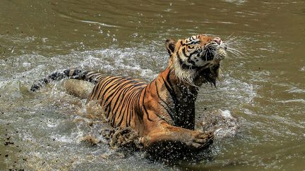 &nbsp; (Tigre sauvage à Jakarta en Indonésie © Maxppp)