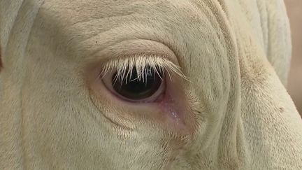 Les équipes de France Télévisions ont suivi Fabien Collin et sa vache Manureva dans les allées du Salon de l'agriculture. Son lait sert à fabriquer une spécialité du Jura, le Comté.&nbsp; (FRANCE 2)