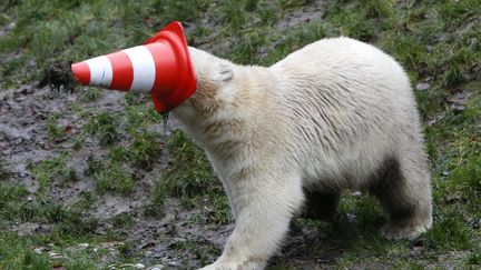 Un ours polaire joue avec un c&ocirc;ne de signalisation &agrave; l'occasion de son premier anniversaire au zoo de Munich (Allemagne), le 9 d&eacute;cembre 2014. (MICHAELA REHLE / REUTERS)