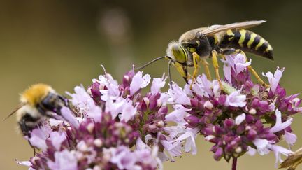 Une abeille (&agrave; g.) et une gu&ecirc;pe (&agrave; dr.). (TIM GRAHAM / GETTY IMAGES)