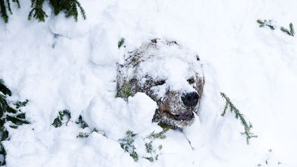 Palle-Jooseppi, un ours brun du zoo de Ranua (Finlande) sort de sa p&eacute;riode d'hibernation, le 23 f&eacute;vrier 2012. (KAISA SIREN / LEHTIKUVA / AFP)