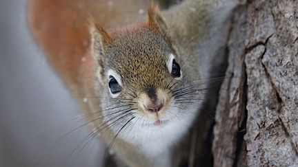 Un homme meurt de la maladie de Creutzfeldt-Jakob après avoir mangé le cerveau d'un écureuil (Cr&eacute;dit photo : &copy;Fotolia)