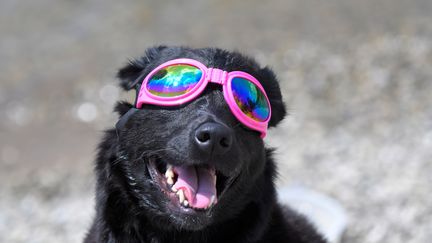 Même ce chien a été équipé de lunettes protectrices artisanales pour pouvoir observer l'éclipse totale de soleil, à Nashville dans le Tennessee (Etats-Unis), le 21 août 2017. (HARRISON MCCLARY / REUTERS)