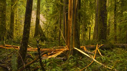 The idea of ​​burying dead trees came to researchers when they discovered in soil in the province of Quebec, two meters deep, the trunk of a red cedar more than 3,700 years old. (Illustration) (ETHAN WELTY / CAVAN IMAGES RF / GETTY IMAGES)