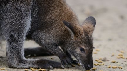 Un wallaby (photo d'illustration). (CAROLINE SEIDEL / DPA)