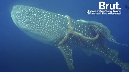 Prisonnier d'une corde, un immense requin-baleine a pu compter sur l'aide de deux plongeurs. Voici les images de cette incroyable rencontre.