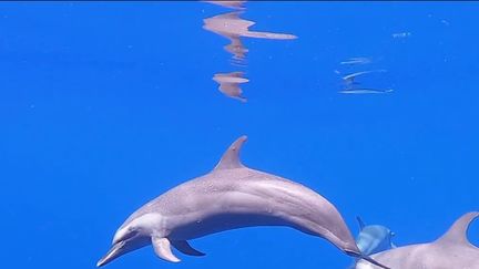 Guadeloupe : à la découverte des dauphins de la mer des Caraïbes