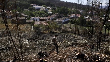 Un homme marche sur des eucalyptus brûlés et coupés, près du village de Ferraria de Sao Joao à Penela, le 25 juillet 2017. (PATRICIA DE MELO MOREIRA / AFP)