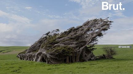 À l'extrême sud de la Nouvelle-Zélande, la flore doit s'adapter aux conditions météorologiques hostiles de la région. En témoignent les arbres de Slope Point.