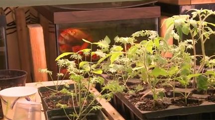 Bacs d'élevage et plantes cohabitent dans l'appartement. (FTV)