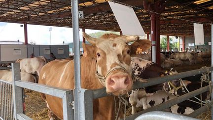 Au Festival de la Viande à Évron, en Mayenne,&nbsp;qui rassemble éleveurs de bovins et professionnels de toute la France.&nbsp; (MANON DERDEVET / RADIO FRANCE)