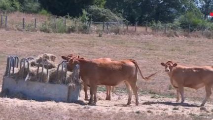 Des vaches en Haute-Vienne. (France 2)