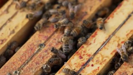 Apiculture : le préjudice causé par les vols de ruches (France 2)