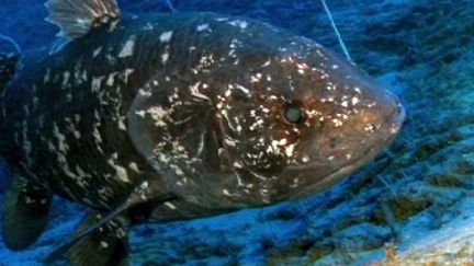 Le coelacanthe, dinosaure marin encore en vie
 (France3/Culturebox)