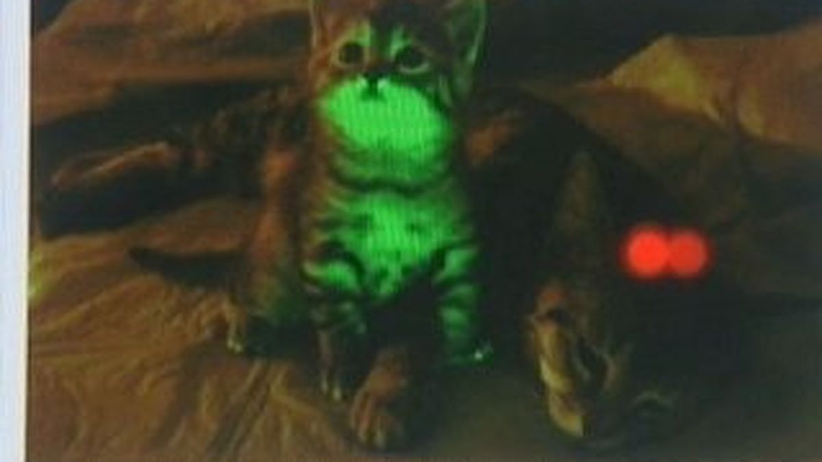 Des Chatons Phosphorescents Pour Combattre Le Sida