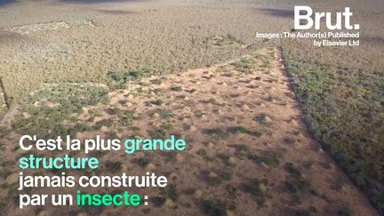 C’est la plus grande structure jamais construite par des insectes.