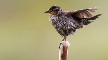 Les scientifiques ont étudié les chants des moineaux de Savannah, dans leurs habitats de prairies du sud de l'Alberta, près de Brooks, au Canada.&nbsp; (OSCAR DIEZ / BIOSPHOTO)