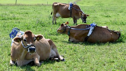 Des vaches munies d'un système de mesure du méthane, le 22 août 2019, à&nbsp;Noer (Allemagne). (CARSTEN REHDER / DPA / AFP)