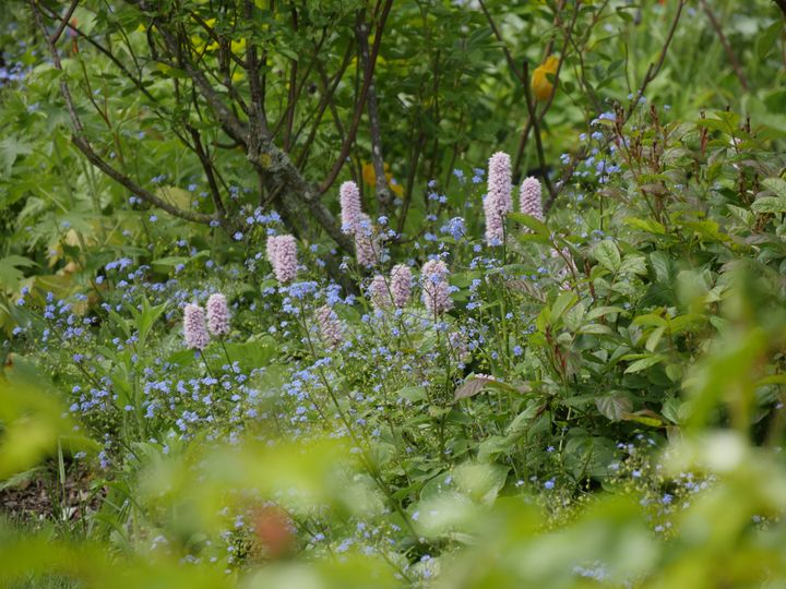 Massif de plantes vivaces au printemps.&nbsp; (ISABELLE MORAND / RADIO FRANCE)