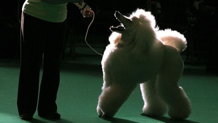 Concours canin &agrave; Birmingham (Royaume-Uni), le 8 mars 2012. (PHIL NOBLE / REUTERS)