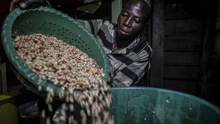 Plus de 850 hommes sont également embauchés pour s'occuper notamment du lavage des grains. (GUERCHOM NDEBO / AFP)