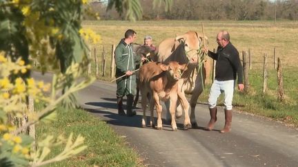 Après une année blanche, le Salon de l'agriculture ouvrira ses portes samedi 26 février. Dans les étables, les éleveurs se préparent déjà aux concours des plus belles bêtes. Reportage dans une famille landaise, qui a deux vaches sélectionnées et entend bien être récompensée.&nbsp; (FRANCE 2)