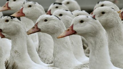 Des canards confinés dans une exploitation de Bourriot-Bergonce (Landes), le 22 février 2017. (GEORGES GOBET / AFP)