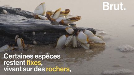 Les pédonculés ont une forme de vie curieuse mais sont très répandus. Ils s'agrippent aux rochers, sur des morceaux de bois ou sur les coques de bateaux.