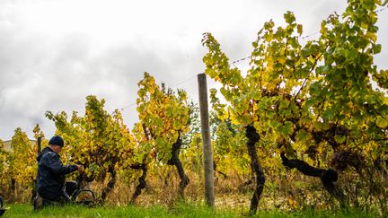 Les vendanges dans les vignes du Périgord, en octobre 2020. (SIMON DAVAL  / MAXPPP)