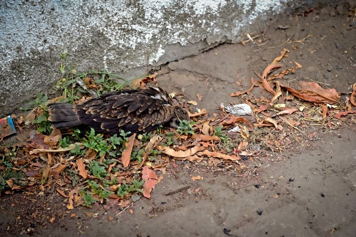 Un oiseau à demi conscient est allongé au bord de la route, victime de la chaleur, à Ahmedabad, en Inde, le 3 mai 2022. (SAM PANTHAKY / AFP)