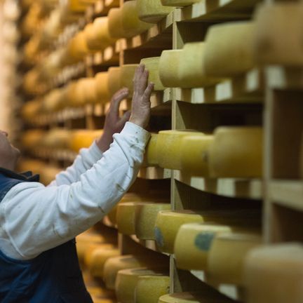 Comté AOP, affinage jeune