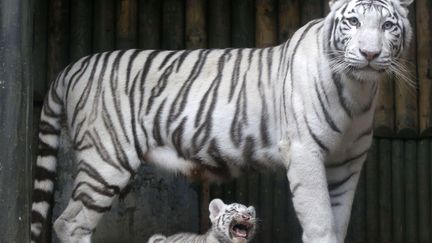 Un jeune tigre blanc et sa m&egrave;re au zoo de Liberec (R&eacute;publique tch&egrave;que), le 3 septembre 2012. (PETR DAVID JOSEK / AP / SIPA)