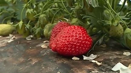 Alimentation : la Gariguette, star des fraises