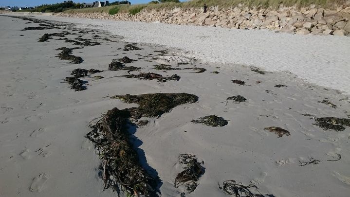 La laisse de mer sur la plage de Dossen à Santec dans le Finistère. (THESUPERMAT / WIKIPEDIA)