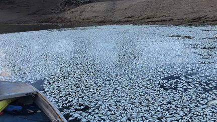 Des milliers de poissons flottent morts en Australie, le 29 janvier 2019.&nbsp; (ROBERT GREGORY / ROBERT GREGORY)